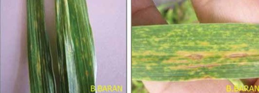 Hastalığın yapraktaki ilk belirtisi ve Hastalığın yapraktaki belirtisi